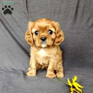 Mr Hugbug, Cavalier King Charles Spaniel Puppy